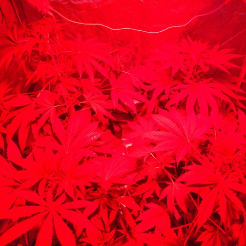 Gladys growlog timeline photo
