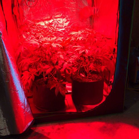 Gladys growlog timeline photo
