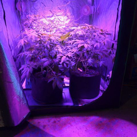 Gladys growlog timeline photo