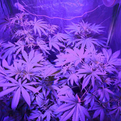 Gladys growlog timeline photo