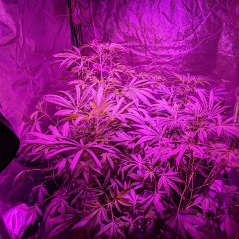 Gladys growlog timeline photo