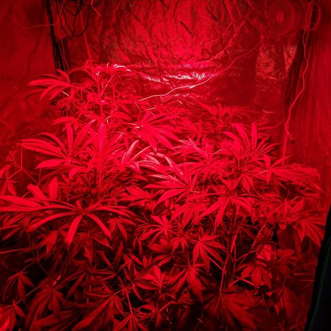 Gladys growlog timeline photo