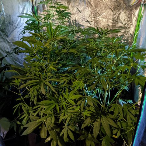 Gladys growlog timeline photo