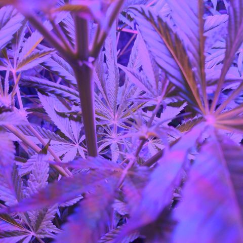 Calumet growlog timeline photo