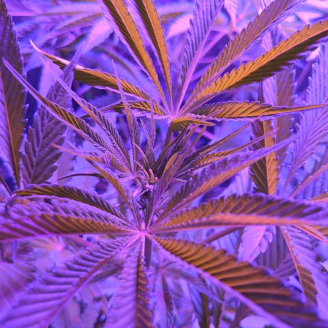 Calumet growlog timeline photo