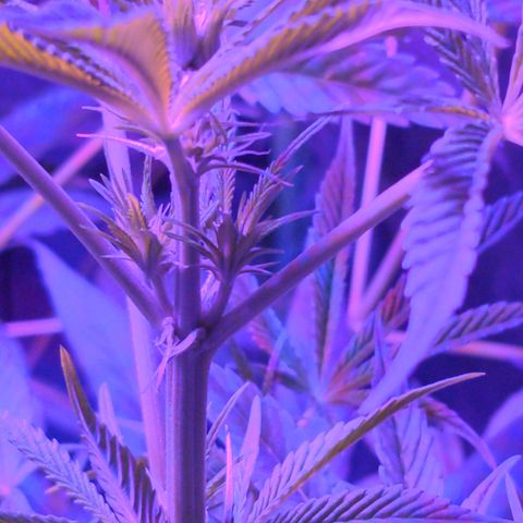 Lysiak growlog timeline photo