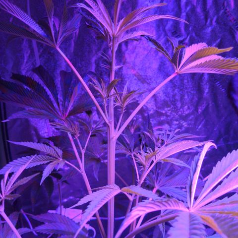 Gladys growlog timeline photo