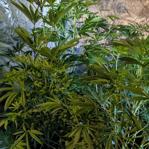 Gladys growlog photo: Buds on Calumet