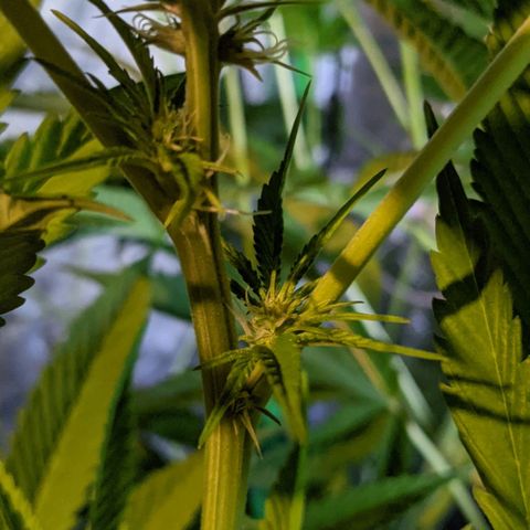 Gladys growlog photo: Buds on Calumet