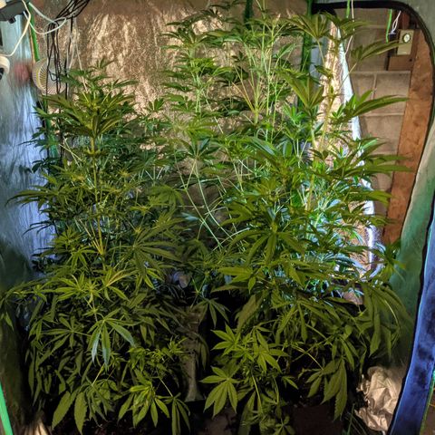 Gladys growlog timeline photo