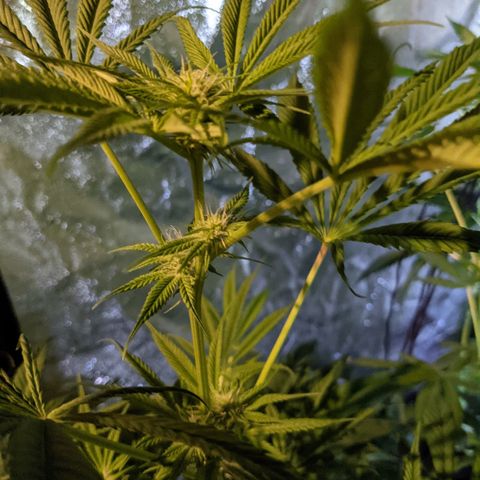 Lysiak growlog timeline photo