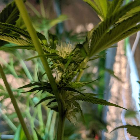 Calumet growlog timeline photo