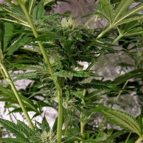 Gladys growlog timeline photo