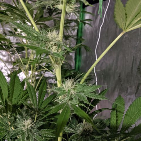 Gladys growlog timeline photo