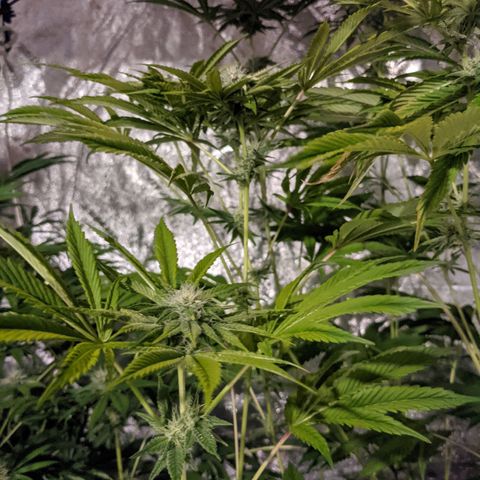 Gladys growlog timeline photo