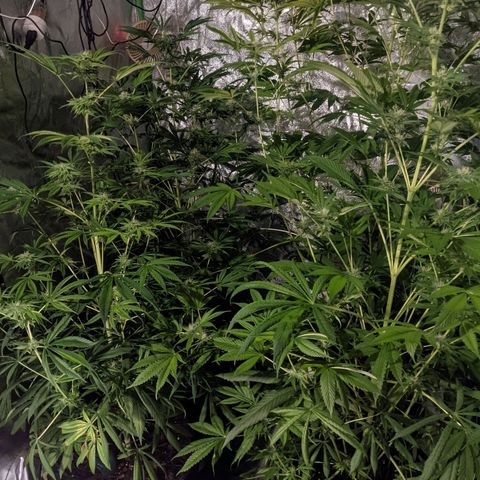 Gladys growlog timeline photo