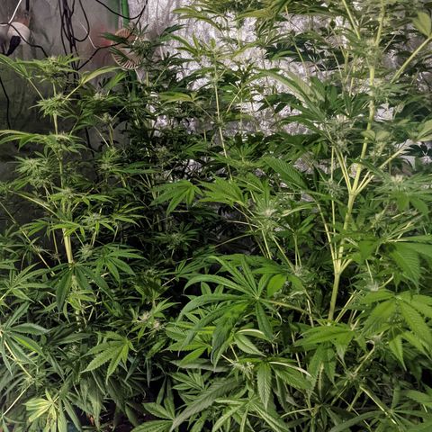 Gladys growlog timeline photo