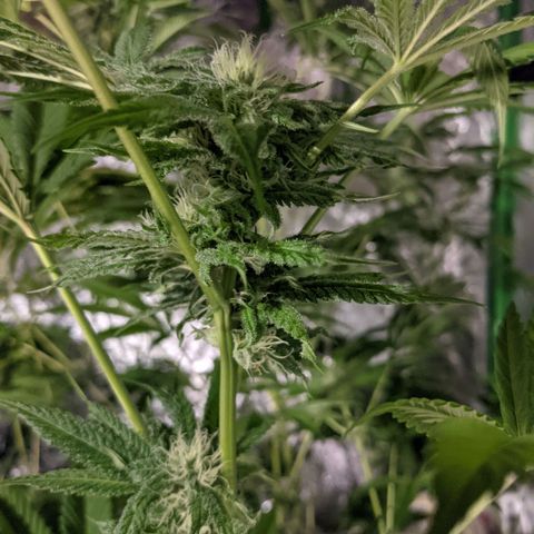 Gladys growlog timeline photo