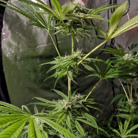 Gladys growlog timeline photo