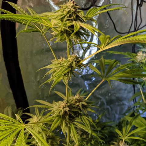 Gladys growlog timeline photo