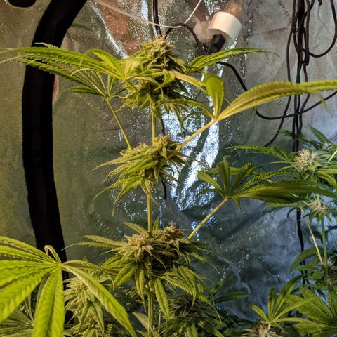 Gladys growlog timeline photo