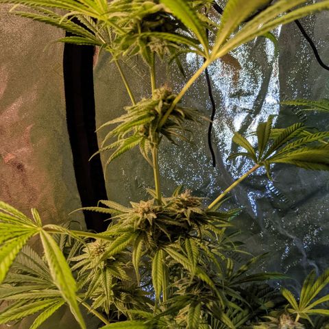 Gladys growlog timeline photo