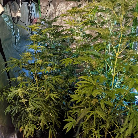 Gladys growlog timeline photo