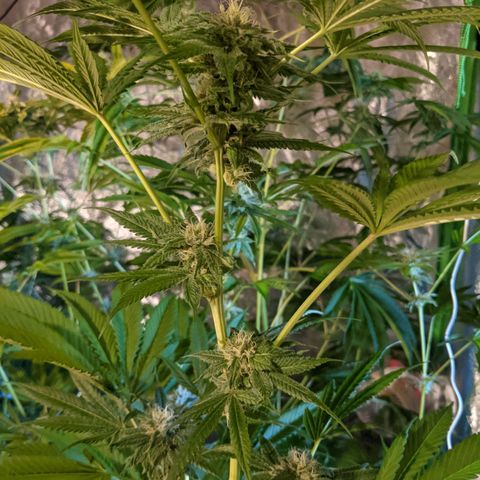 Gladys growlog timeline photo