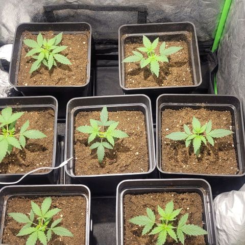 Sweet Cherry Pie growlog photo: Poda apical a las 7 plantas