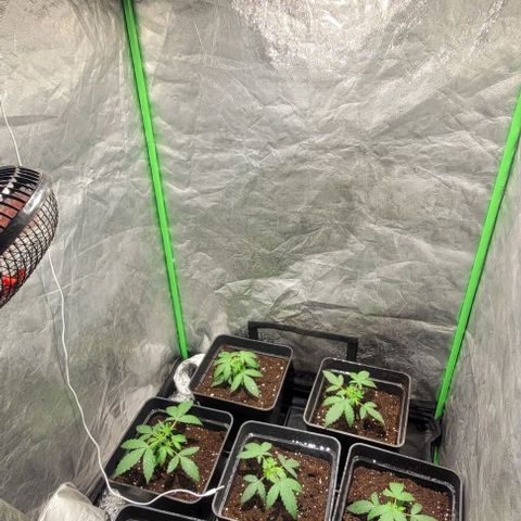 Sweet Cherry Pie growlog timeline photo