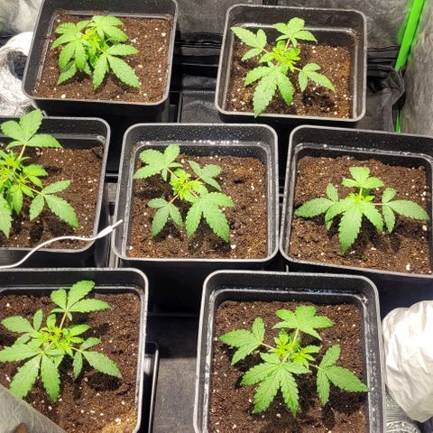Sweet Cherry Pie growlog timeline photo