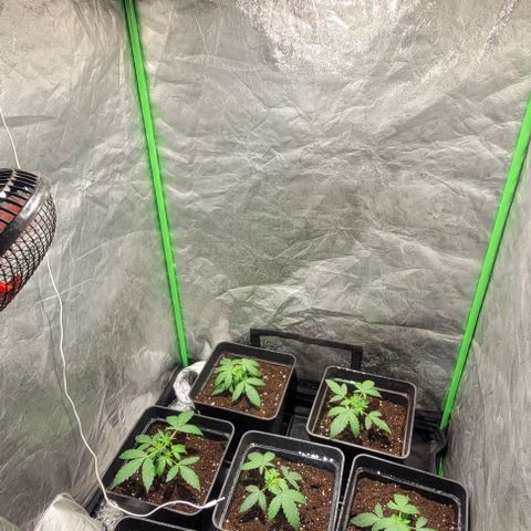 Sweet Cherry Pie growlog timeline photo