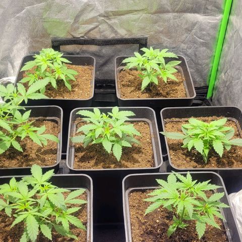 Sweet Cherry Pie growlog timeline photo