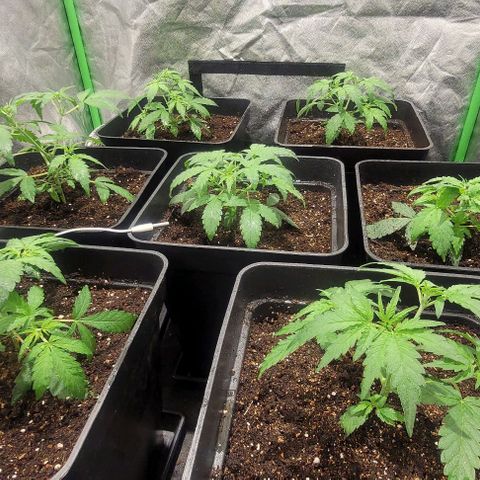 Sweet Cherry Pie growlog timeline photo