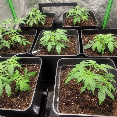 Sweet Cherry Pie growlog timeline photo