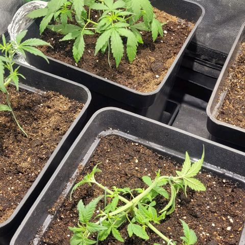 Sweet Cherry Pie growlog timeline photo