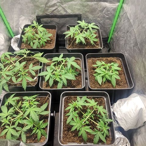 Sweet Cherry Pie growlog timeline photo