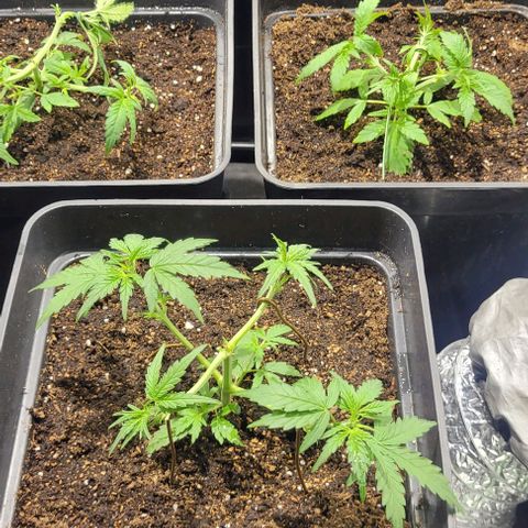 Sweet Cherry Pie growlog timeline photo