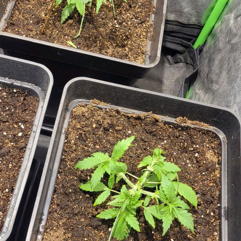 Sweet Cherry Pie growlog timeline photo