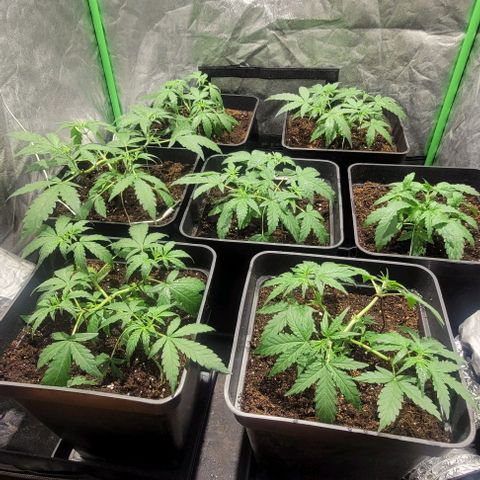 Sweet Cherry Pie growlog timeline photo