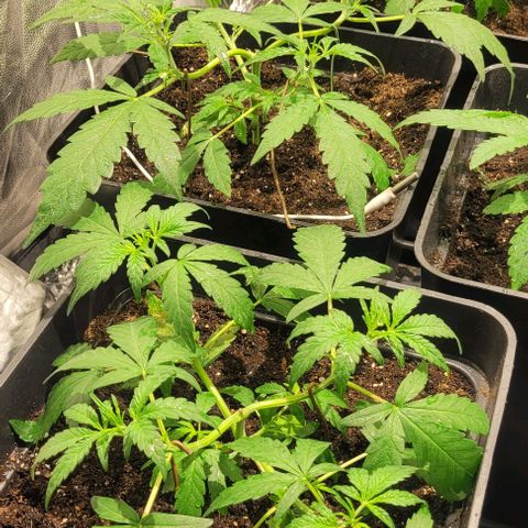Sweet Cherry Pie growlog timeline photo
