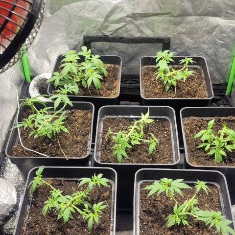 Sweet Cherry Pie growlog timeline photo