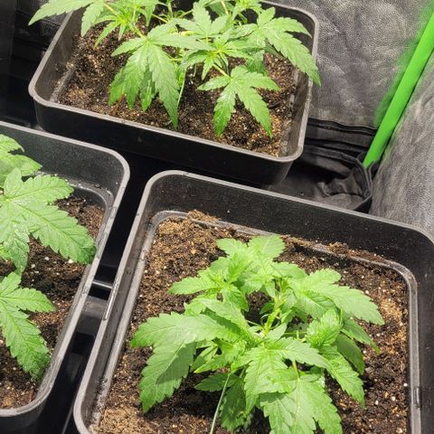 Sweet Cherry Pie growlog timeline photo
