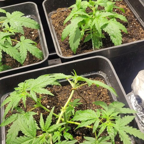 Sweet Cherry Pie growlog timeline photo