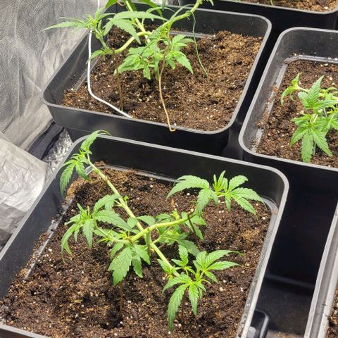 Sweet Cherry Pie growlog timeline photo