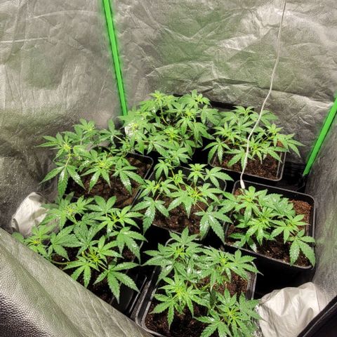 Sweet Cherry Pie growlog timeline photo