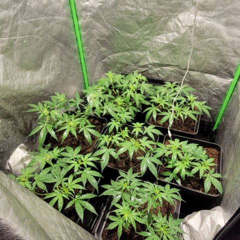 Sweet Cherry Pie growlog timeline photo