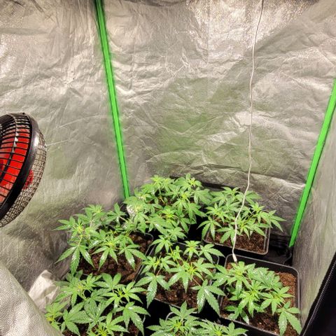Sweet Cherry Pie growlog timeline photo