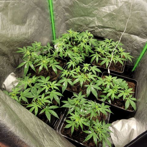 Sweet Cherry Pie growlog timeline photo