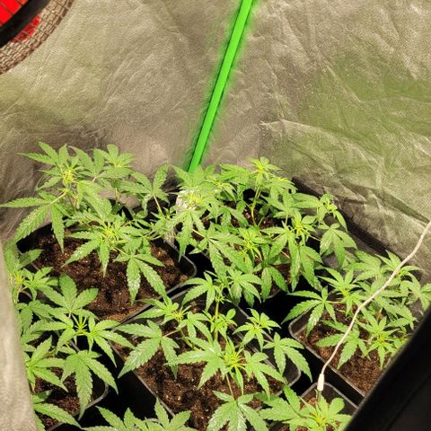 Sweet Cherry Pie growlog timeline photo